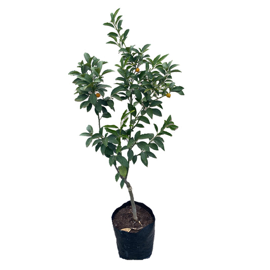 PLANTA KUMQUAT