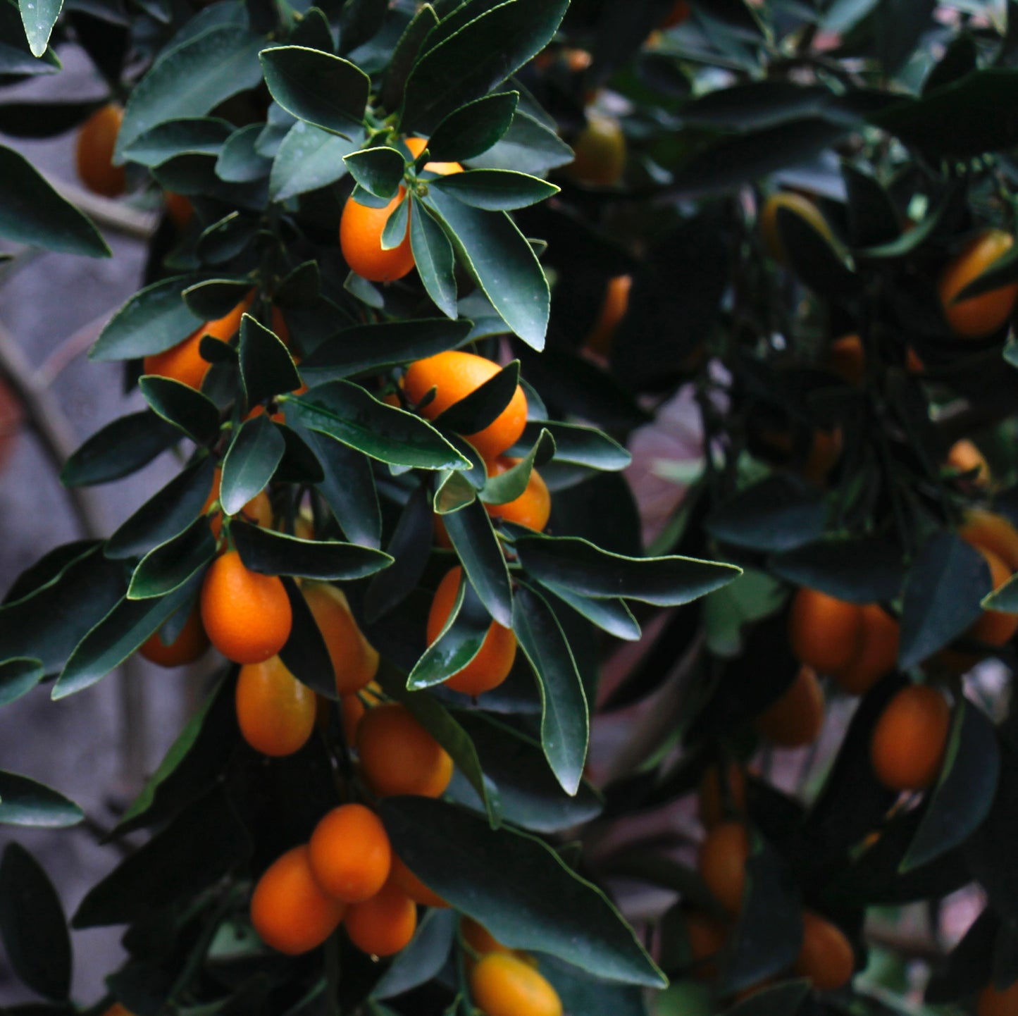 PLANTA KUMQUAT